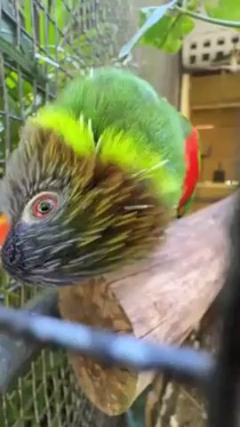 The video shows a colorful parrot sitting on a wooden perch inside a cage. The bird has green, yellow, gray, and red plumage, with an orange beak and a red eye. It looks directly at the camera, tilting its head inquisitively, and then pecks at the camera lens. The background shows foliage and part of the cage structure.
