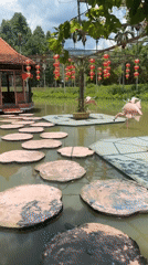 Visitors bottle-feed koi fish at Vietnam park pond