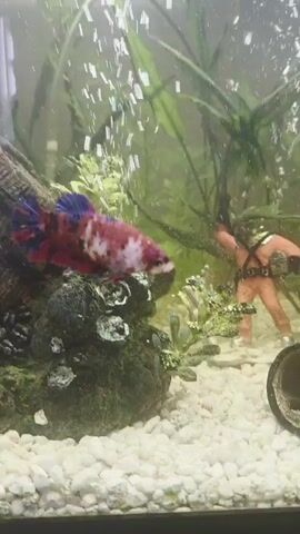 A colorful betta fish with red, white, and blue scales swims in an aquarium. The fish is positioned in the center of the frame. To the left of the fish, there is a large rock decoration with green moss. Behind the fish, a small orange figurine of a diver is visible. In the foreground, white pebbles cover the bottom of the tank. A small wooden barrel decoration is also present in the lower right corner of the frame. Bubbles are rising from the bottom of the tank, indicating an aeration system. The water is clear and the lighting is bright.