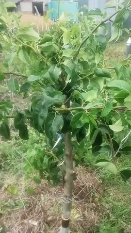 A video shows a young pear tree with multiple grafts. The leaves are a vibrant green, indicating a healthy tree. The trunk is thin and appears to be supported by wire ties. The background consists of a blurry outdoor environment with some vegetation and structures that suggest a backyard or garden setting. The overall impression is one of a recently planted or cultivated tree.