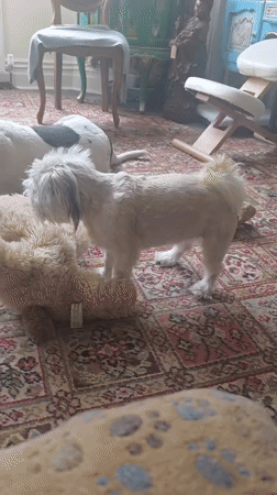 Dogs at play and a quirky garden sculpture in St Leonards