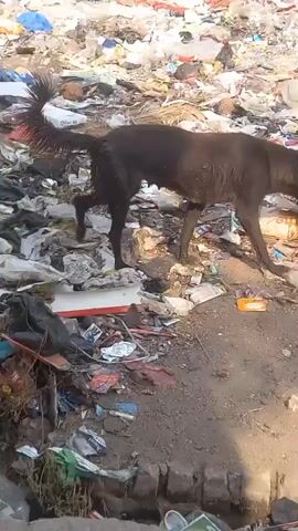 The video shows a dark-colored dog standing in a large pile of trash in an outdoor setting. The dog is facing toward the trash, tail raised, and appears to be searching for something. The trash includes plastic bags, food containers, paper, and other debris. Behind the trash pile, there is a brick building with a blue window. The ground surrounding the trash pile is dirt and sand. The video is shot from a slightly elevated position. The speaker identifies the dog as an Indian female dog.