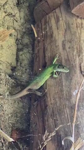 A green lizard is perched on a weathered wooden beam. The lizard is positioned vertically on the beam, with its body angled slightly to the right. Its head is turned to the left, and its mouth is slightly open. The lizard's front legs are extended, and its claws are gripping the wood. Its tail curves down and to the left. The wooden beam has a rough texture, with visible grain and cracks. To the left of the beam, there is a rough, textured surface that appears to be a wall made of stone or plaster. There are cobwebs visible on the wall and the beam. Some dry plant stalks are present at the bottom of the frame. A small blue object, possibly a screw cap, is visible on the beam near the lizard's tail. The background is blurry and appears to be an outdoor setting.