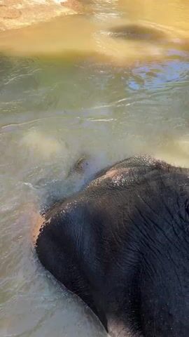 In a natural water body, an elephant is being bathed. The elephant, with dark, wrinkled skin and pinkish patches on its ear and face, is partially submerged in murky, yellowish-brown water. A white strap is visible around its back. A woman, smiling and wearing sunglasses and a swimsuit top, is actively scrubbing the elephant's back with a coconut husk. The background features rocks and lush green vegetation, suggesting a jungle or forested area. The scene depicts a close and positive interaction between the human and the elephant during a bath in what appears to be a river or pond in Hiriwadunna, Sri Lanka.