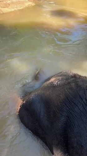 Elephant bathing observed in natural waters in Hiriwadunna, Sri Lanka