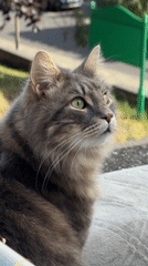 Lazy London morning: cat, café, and a wellness tip