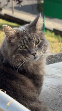 Lazy London morning: cat, café, and a wellness tip