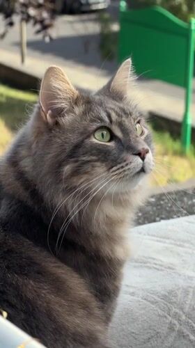Lazy London morning: cat, café, and a wellness tip