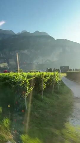 This is a vertically oriented, first-person perspective video taken from a moving vehicle, likely a train, looking out a window. The sun is shining, creating lens flare and glinting off the window. In the foreground, lush green foliage, possibly a vineyard or garden, fills the frame, with thin vertical poles supporting the plants. In the mid-ground, a dark, rectangular structure stands among a row of dark, slender trees. Beyond this, a hazy, light-colored mountain range dominates the background under a clear, bright blue sky. The sun is visible as a bright orb on the right side of the frame, partially obscured by haze. The vehicle appears to be moving from left to right in relation to the landscape.