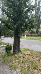Cut tree limb blocks sidewalk in Mykolaiv residential area