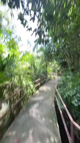 A concrete pathway lined with railings, curves through a lush green forest. Sunlight filters through the dense foliage, casting dappled shadows on the path. The camera moves forward along the walkway, giving a first-person perspective of the tranquil jungle scene. The air appears to be clear and the environment is undisturbed by human presence.