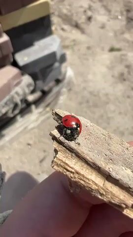 A close-up shot shows a person's hand holding a piece of weathered wood. On the wood, a ladybug with a red shell and black spots is perched. The background is slightly blurred, showing an outdoor setting with what appears to be paving stones and sunlight casting shadows. The video captures the ladybug on the wood.