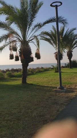 The video shows a paved walkway next to a grassy area with palm trees. The ocean is visible in the background. The sun is shining and the sky is clear. The video is shot from a low angle, looking up at the palm trees. A person's finger is visible in the upper right corner of the frame. The video is oriented vertically.