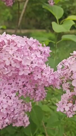 The video shows a close-up of purple lilac flowers in bloom. The flowers are clustered together on branches, with green leaves visible in the background. The camera pans slightly, offering different angles of the flowers and the surrounding foliage. The overall impression is of a peaceful, natural outdoor setting.