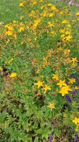 The video shows a close-up view of a flower garden with several varieties of flowers. In the foreground, there is a bush of lavender with its characteristic purple blooms. Behind the lavender, there are yellow flowers, possibly St. John's wort, and some pinkish-purple flowers, possibly thyme or oregano. The flowers are vibrant and healthy, and the greenery is lush. The video is shot in natural light, and the focus is on the textures and colors of the flowers and foliage. There are no people or animals visible in the video.