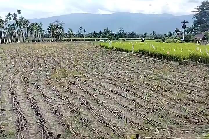 The video shows a landscape with fields and mountains in the background. In the foreground, there is a field with dried stalks, possibly from a harvested crop. To the right of this field, there is a vibrant green field of rice paddies. A thin fence, possibly made of wire, runs across the middle of the shot, separating the two fields. Several thin white markers, possibly flags or ribbons, are visible along the fence line in the rice paddy field. In the distance, there are rows of palm trees and other vegetation, with rolling hills or mountains in the far background under a cloudy sky. A small, simple structure, possibly a hut or shelter, is visible within the rice paddy field. The camera appears to be moving, giving a sense of traveling alongside the fields.