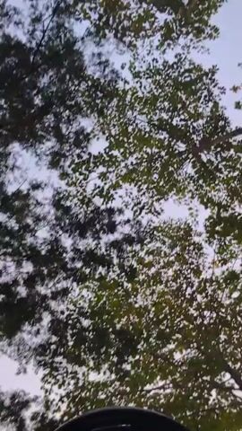 A first-person perspective video shows a person riding a bicycle through a wooded area. The camera is mounted on the rider's helmet, pointing upwards towards the trees and sky. The trees are lush and green, with sunlight filtering through the leaves. The sky is a clear blue. The rider appears to be moving at a moderate pace. The video is short and shows no other people or animals.