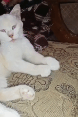 Cats, kittens, and a bonsai on a lazy Karawang morning
