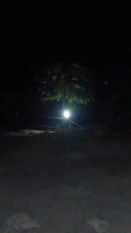 A video shows a tree at night, illuminated by a single light post at its base. The light is bright and casts a glow on the tree's leaves and the surrounding area. The background is dark and indistinct, suggesting a rural or secluded setting. No people or animals are visible in the video.
