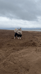 Dog walker enjoys cloudy beach morning in Noviy