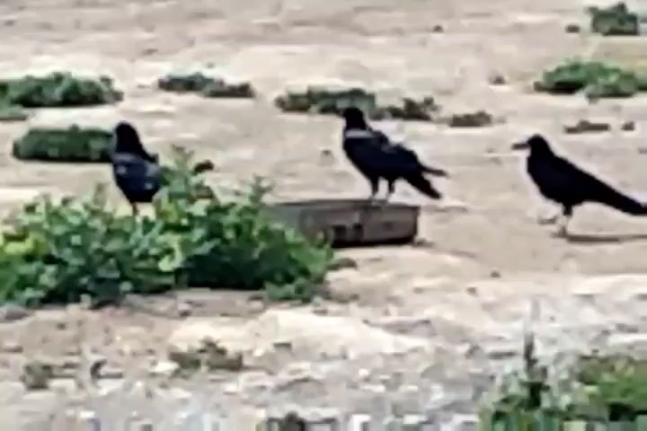 Three black birds, likely crows or ravens, are in a dry, dusty environment with sparse vegetation. Two birds stand on the ground near some green bushes. A third bird is perched on a dark, rectangular object, possibly a feeder or a container. The bird on the object appears to be drinking or eating. The overall scene suggests an outdoor setting with a focus on the birds' activity.