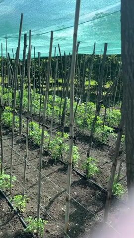 A vertical video shows a garden row of young tomato plants under a green shade cloth. The plants are supported by wooden stakes and a wire trellis system. Drip irrigation lines are visible along the base of the plants. The background shows more plants and trees. The video has a slight blur and pinkish hue in the lower right corner.