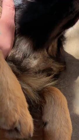 A close-up shot shows a person's hand with a star tattoo gently petting a German Shepherd dog lying on its back. The dog's eyes are mostly closed, and it appears relaxed, with its paws in the air. Sunlight casts shadows on the dog and the ground, which appears to be a concrete surface with a fuzzy blanket or rug underneath the dog. The person's hand strokes the dog's head and neck. The dog's fur is a mix of brown, black, and tan. The video is in portrait orientation.