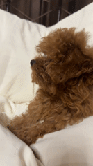 Fluffy brown poodle puppy lounging in Kutaisi