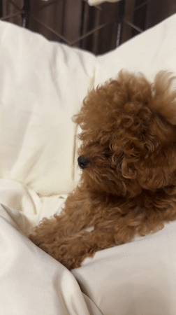Fluffy brown poodle puppy lounging in Kutaisi