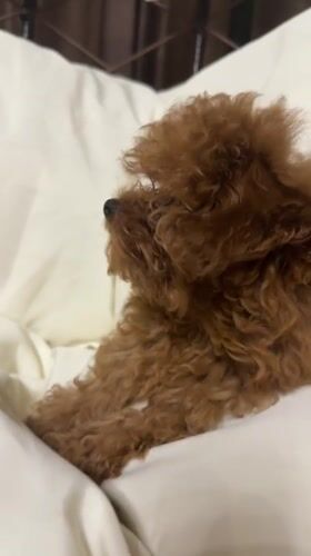 Fluffy brown poodle puppy lounging in Kutaisi