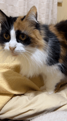Calico cat pauses for the camera in Buenos Aires