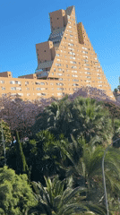Purple jacaranda trees bloom in city park amid urban landscape
