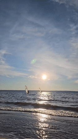 Windsurfers and dogs enjoy a sunny afternoon on the water
