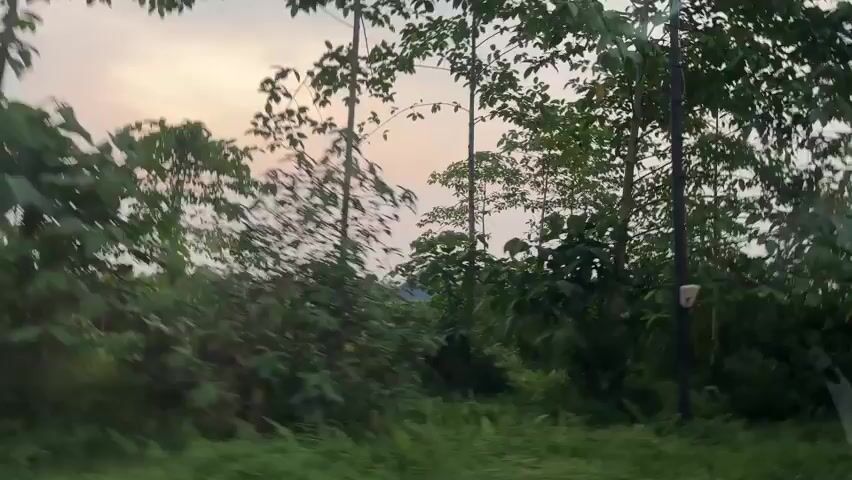 The video shows a blurry view of trees and foliage from a moving vehicle. The sky is visible through the leaves, with a hint of sunset or sunrise colors. The scene appears to be a rural or natural area.