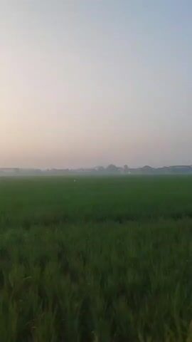 A vertical video captured from a moving vehicle shows a wide, green field under a pale sky. The field appears to be a rice paddy, with the grass reaching to about waist height. In the distance, a hazy line of trees and buildings marks the horizon. The sky transitions from a light blue near the horizon to a pale white at the top of the frame, suggesting it might be early morning or late afternoon. The camera's movement creates a slight blur in the foreground, indicating forward motion. There are no people or distinct objects visible in the field itself, aside from the dense vegetation. The overall impression is one of a peaceful, rural landscape.
