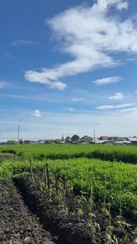 The video depicts a panoramic view of a lush green agricultural field under a bright blue sky with scattered white clouds. In the foreground, rows of young plants, possibly tomatoes, are visible in dark soil, supported by wooden stakes. Beyond these rows, the field extends with dense green foliage. In the midground, a cluster of residential buildings with various colored roofs, including red and grey, are visible, interspersed with trees and utility poles. A distant steeple of a church or similar structure can be seen on the left. The scene is bright and appears to be daytime. The camera slowly pans from left to right, revealing more of the field and the distant buildings.