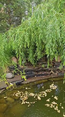 This media file captures a serene outdoor scene focused on a pond bordered by a weeping willow tree. The pond's surface is partially covered with fallen leaves, creating a textured, natural appearance. A stone embankment with multiple levels, perhaps a natural rock formation or a man-made feature, lines the edge of the pond. Lush green foliage, including the long, trailing branches of the willow, dominates the upper portion of the frame. In the background, tall trees suggest a wooded or park-like environment. The lighting indicates it is daytime, and the presence of abundant greenery suggests a warm or temperate season, likely spring or summer. The overall mood is peaceful and tranquil, evoking a sense of natural beauty and quietude. There is no visible text in the media file. The scene is set in Kamenka, Russia.