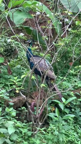 The video shows a peacock perched in a small tree surrounded by lush green foliage. The peacock has vibrant blue and green plumage, with a long, patterned tail. The tree is slender, with bare branches. There are green plants with white flowers and banana leaves in the background. The overall setting appears to be a natural, possibly tropical, environment.