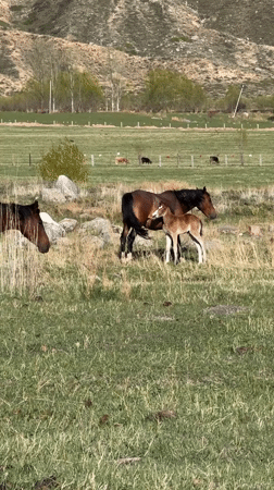Horses and foals graze in Kyrgyzstan countryside near Cholpon Ata