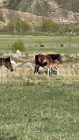 The video shows a field with three brown horses and a small foal. The foal stands close to one of the adult horses, seemingly nursing. Another adult horse stands nearby. The background features a green field, a fence, and a hillside. There are also a couple of other animals in the distance. A bird sits on the back of the nursing horse. The video is taken in daylight with natural lighting.