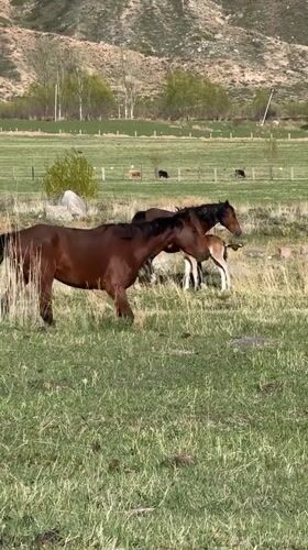 Horses and foals graze in Kyrgyzstan countryside near Cholpon Ata