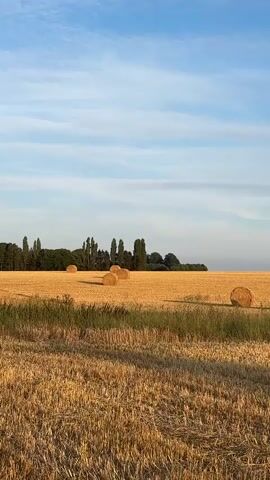 The video pans across a field of dry, harvested wheat stubble under a clear blue sky with a few wispy clouds. Numerous round bales of hay are scattered across the field. In the distance, a line of trees forms a dark green border against the horizon. The sun is casting long shadows, suggesting it is either early morning or late afternoon. There are no people or animals visible in the video.