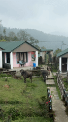 Water buffalo graze near guest houses in Nepal mountain village