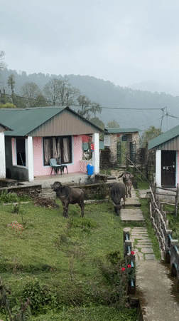 Water buffalo graze near guest houses in Nepal mountain village