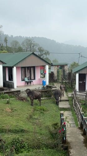 Water buffalo graze near guest houses in Nepal mountain village