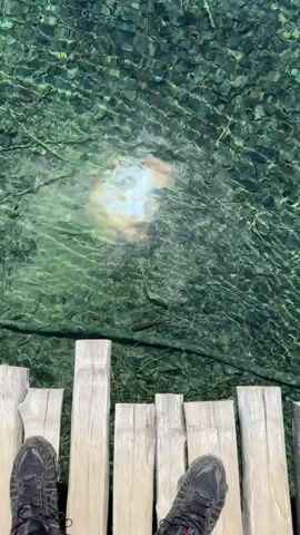 The video opens with a close-up view of clear, shallow water, revealing the rocky bottom and some submerged vegetation. Sunlight creates shimmering patterns on the water's surface. A small, dark object, possibly a fish, is visible swimming in the water. Wooden planks are in the foreground, suggesting a boardwalk or pathway. The camera then pans slightly to reveal more of the crystal-clear water, with sunlight glinting off the surface. As the video progresses, the scene broadens to show lush green vegetation bordering the water. In the background, a series of waterfalls cascade down a rocky cliff face, creating a misty atmosphere. The overall environment is natural and serene, with abundant greenery and flowing water. The sky appears to be blue and sunny.