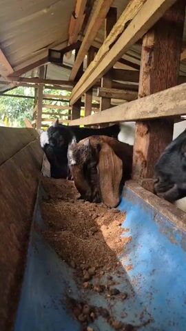The video shows three goats eating from a trough in an outdoor enclosure. The goats are positioned with their heads down in the trough, which is filled with feed. The enclosure appears to be made of wood and has a metal roof. The lighting suggests it is daytime.