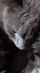 Quiet evening with pets captured in Dnipro home
