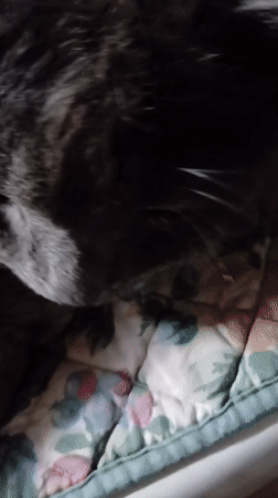 Quiet evening with pets captured in Dnipro home