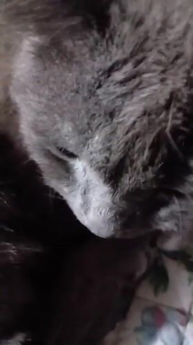 Quiet evening with pets captured in Dnipro home